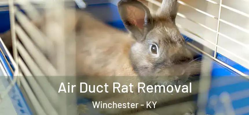  Air Duct Rat Removal Winchester - KY